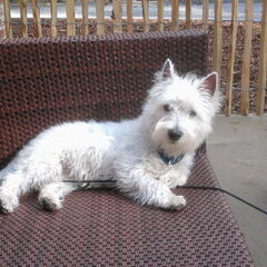 Toen was ik nog stout, mocht niet los buiten.Maar nu mag ik…
