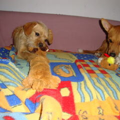 samen spelen