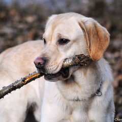 Onze HUNK..!