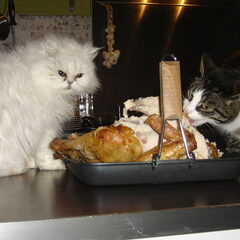Inieminie (europeese korthaar 12) Lekker met de andere poes…