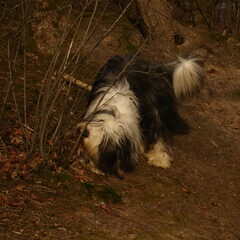 Duuk's passie is snuffelen..
