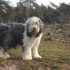 Duuk, je haar danst