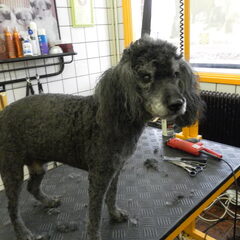 Deze hond heb ik met plezier mogen trimmen!!