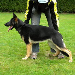 Bizou in stand