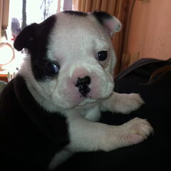 Izzie