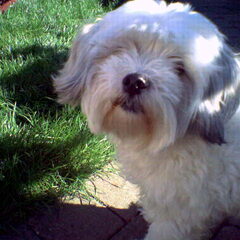 gizmo die de tuin aan het bewonderen is.