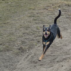 26-02-2012: zondagmiddag in het bos.