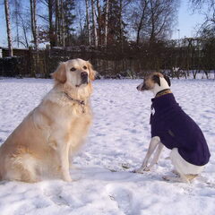 Mijn 2 schatten van honden: Abby: golden retriever en…