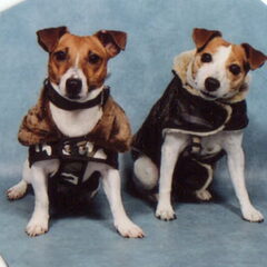 Dit zijn onze hondjes maylo en tielly Maylo wordt 3 jaar en…