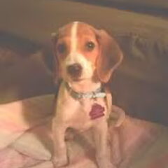 Hier is bently klein, echt een schatje!