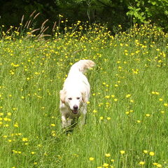 Abby 1 jaar oud! Hiep hiep woefa!!!