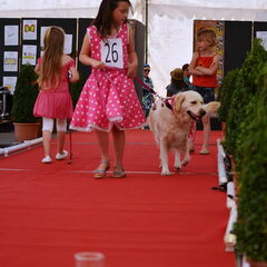 Abby kaapt de eerste prijs weg als mooiste hond van onze…