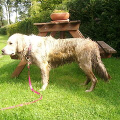Rollen in de modder is plezant maar dat bad daarna pffff
