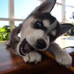 pup