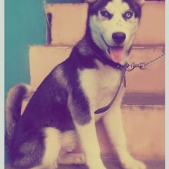 husky