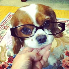 king charles spaniel
