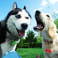 dogs
