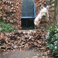 Wat een geweldige horde van bladeren om overheen te…