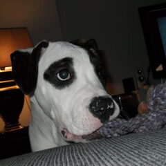 zoo lief