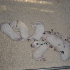 welk puppie van ons is is nog niet bekend maar ik vind ze…