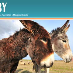Boerderijdieren zijn ook meer dan welkom bij Scooby.