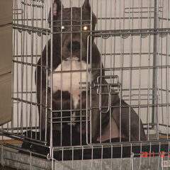 Macho,.. Dit is mijn XL bully Macho. Op deze foto issie 4…