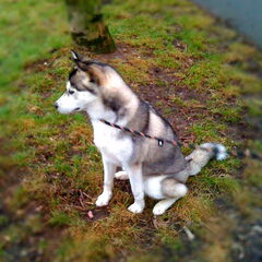 Layka