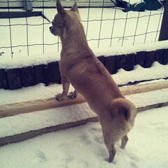 Bailey in de sneeuw