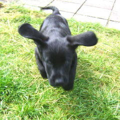 Flying domboooo