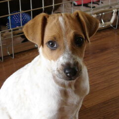 Buddy als puppy (hoofdje)