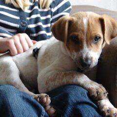 Op schoot