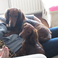Samen op schoot bij vrouwtje,,, `koekje`