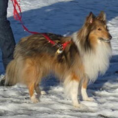 Miko in de sneeuw 2010