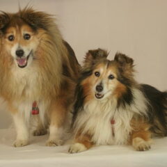 Dit zijn Sianni (rechts) & Gwenny (Links). Mijn 2 lieve…