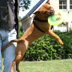 Isa met haar favoriete bezigheid, Frisbee!