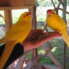 De kakariki's
