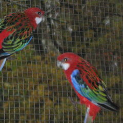 Onze rode pracht rosella's