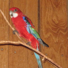 Rode rosella Lars