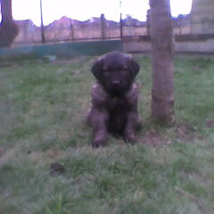 Tzar