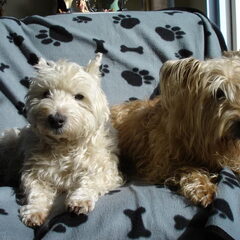Boomer met zijn overleden (27/02/2012) vriendje Tommy