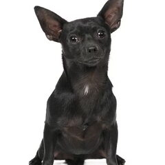 Luna haar vader een chihuahua