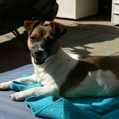 Luna haar moeder een jack russel