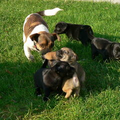 moeder met pups