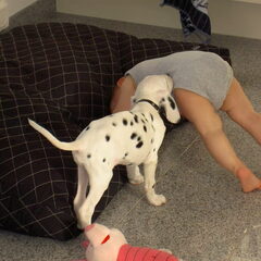 kibo als puppy