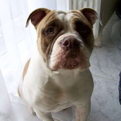 hoi , mijn naam is shadow en ben een old english bulldog…