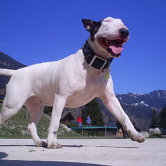 Ratteplan in zwitserland (speciaal honden hotel)