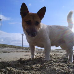 kip op het strand