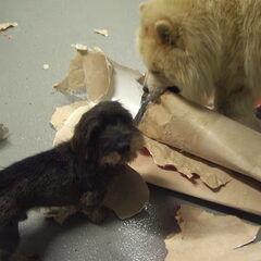Onze honden maken rotzooi!!! Spike chow sam mix en dazzle…