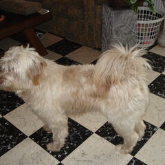 Bruno is een kruising tussen een Tibetaanse terrier en een…