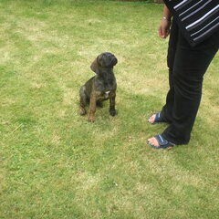 rocco pas bij ons.... zie je me zitten?? joehoe!!
